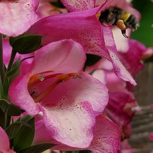 Meet your Posher, Laurin